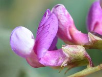 Lathyrus japonicus 39, Zeelathyrus, Saxifraga-Sonja Bouwman  790. Zeelathyrus - Lathyrus japonicus - Fabaceae familie (i)