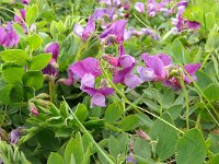 Lathyrus japonicus var maritimus 42, Zeelathyrus, Saxifraga-Hans Grotenhuis