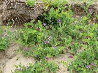 Lathyrus japonicus var maritimus 44, Zeelathyrus, Saxifraga-Hans Grotenhuis