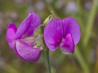 Lathyrus latifolius 38, Brede lathyrus, Saxifraga-Jan Nijendijk