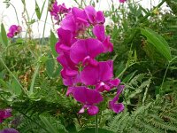 Lathyrus latifolius 41, Brede lathyrus, Saxifraga-