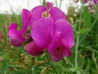 Lathyrus latifolius 42, Brede lathyrus, Saxifraga-