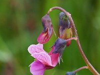 Lathyrus linifolius 25, Knollathyrus, Saxifraga-Hans Dekker