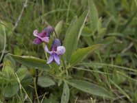 Lathyrus linifolius 27, Knollathyrus, Saxifraga-Willem van Kruijsbergen