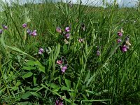 Lathyrus linifolius 32, Knollathyrus, Saxifraga-Ed Stikvoort : 12 juni 2024 Col du Béal en richting Chamazel