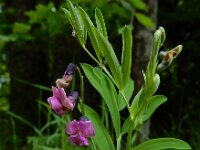 Lathyrus linifolius 34, Knollathyrus, Saxifraga-Ed Stikvoort : 12 juni 2024 Col du Béal en richting Chamazel