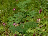 Lathyrus niger 12, Zwarte lathyrus, Saxifraga-Ed Stikvoort