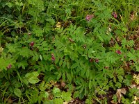 Lathyrus niger 15, Zwarte lathyrus, Saxifraga-Ed Stikvoort