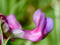 Lathyrus niger 18, Zwarte lathyrus, Saxifraga-Sonja Bouwman  1009. Zwarte lathyrus - Lathyrus niger - Fabaceae familie (uitgestorven)