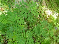 Lathyrus niger 3, Saxifraga-Rutger Barendse
