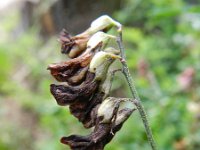 Lathyrus niger 4, Saxifraga-Rutger Barendse