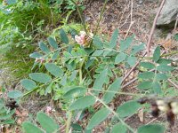 Lathyrus niger 5, Zwarte lathyrus, Saxifraga-Rutger Barendse