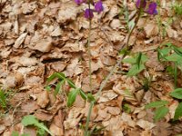 Lathyrus niger 6, Zwarte lathyrus, Saxifraga-Rutger Barendse