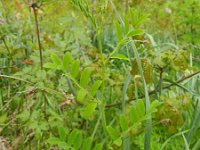 Lathyrus niger 8, Zwarte lathyrus, Saxifraga-Rutger Barendse