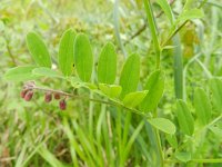 Lathyrus niger 9, Zwarte lathyrus, Saxifraga-Rutger Barendse