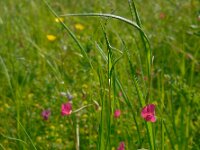 Lathyrus nissolia 12, Graslathyrus, Saxifraga-Ed Stikvoort