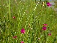 Lathyrus nissolia 13, Graslathyrus, Saxifraga-Ed Stikvoort