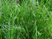 Lathyrus nissolia 5, Graslathyrus, Saxifraga-Ed Stikvoort