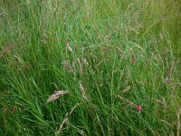 Lathyrus nissolia 7, Graslathyrus, Saxifraga-Ed Stikvoort