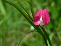 Lathyrus nissolia 8, Graslathyrus, Saxifraga-Ed Stikvoort