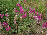 Lathyrus sylvestris 16, Boslathyrus, Saxifraga-Harry Jans