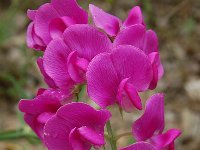 Lathyrus sylvestris 17, Boslathyrus, Saxifraga-Harry Jans