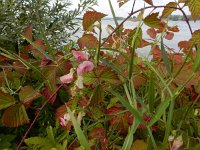 Lathyrus sylvestris 19, Boslathyrus, Saxifraga-Ed Stikvoort : Millingerwaard