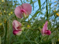 Lathyrus sylvestris 20, Boslathyrus, Saxifraga-Ed Stikvoort : Millingerwaard