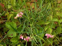 Lathyrus sylvestris 21, Boslathyrus, Saxifraga-Ed Stikvoort : Millingerwaard