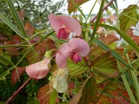 Lathyrus sylvestris 23, Boslathyrus, Saxifraga-Ed Stikvoort : Millingerwaard