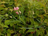 Lathyrus sylvestris 24, Boslathyrus, Saxifraga-Ed Stikvoort : Millingerwaard