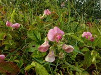 Lathyrus sylvestris 25, Boslathyrus, Saxifraga-Ed Stikvoort : Millingerwaard