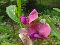 Lathyrus sylvestris 27, Boslathyrus, Saxifraga-Hans Grotenhuis