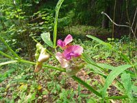 Lathyrus sylvestris 28, Boslathyrus, Saxifraga-Hans Grotenhuis