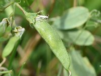 Lathyrus tuberosus 24, Aardaker, Saxifraga-Sonja Bouwman