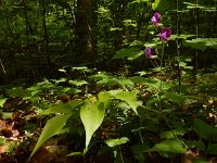 Lathyrus vernus 19, Voorjaarslathyrus, Saxifraga-Ed Stikvoort