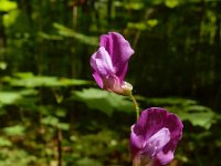 Lathyrus vernus 20, Voorjaarslathyrus, Saxifraga-Ed Stikvoort