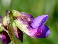 Lathyrus vernus 22, Voorjaarslathyrus, Saxifraga-Sonja Bouwman,  Voorjaarslathyrus - Lathyrus vernus - Fabaceae familie