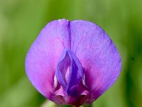 Lathyrus vernus 24, Voorjaarslathyrus, Saxifraga-Sonja Bouwman,  Voorjaarslathyrus - Lathyrus vernus - Fabaceae familie