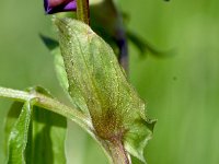 Lathyrus vernus 25, Voorjaarslathyrus, Saxifraga-Sonja Bouwman,  Voorjaarslathyrus - Lathyrus vernus - Fabaceae familie