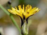 Launaea arborescens 22, Saxifraga-Sonja Bouwman  Launaea arborescens - Asteraceae familie