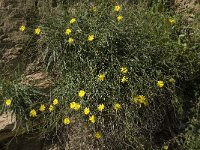 Launaea lanifera 2, Saxifraga-Willem van Kruijsbergen