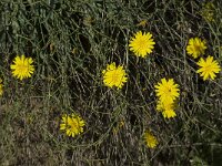 Launaea lanifera 3, Saxifraga-Willem van Kruijsbergen