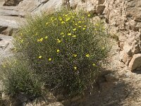 Launaea lanifera 5, Saxifraga-Willem van Kruijsbergen