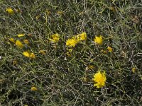 Launaea lanifera 6, Saxifraga-Jan van der Straaten