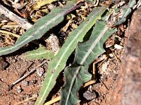Launaea lanifera 8, Saxifraga-Sonja Bouwman  Launaea lanifera - Asteraceae familie; Gador, Parque Natural Cabo de Gata-Nijar (Es)