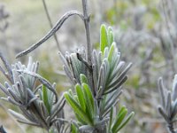 Lavandula angustifolia 18, Echte lavendel, Saxifraga-Rutger Barendse