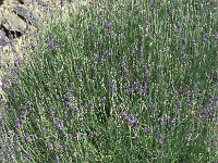 Lavandula angustifolia 4, Echte lavendel, Saxifraga-Jan van der Straaten