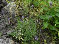 Lavandula angustifolia 6, Echte lavendel, Saxifraga-Rutger Barendse