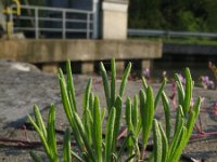 Lavandula angustifolia 7, Echte lavendel, Saxifraga-Rutger Barendse